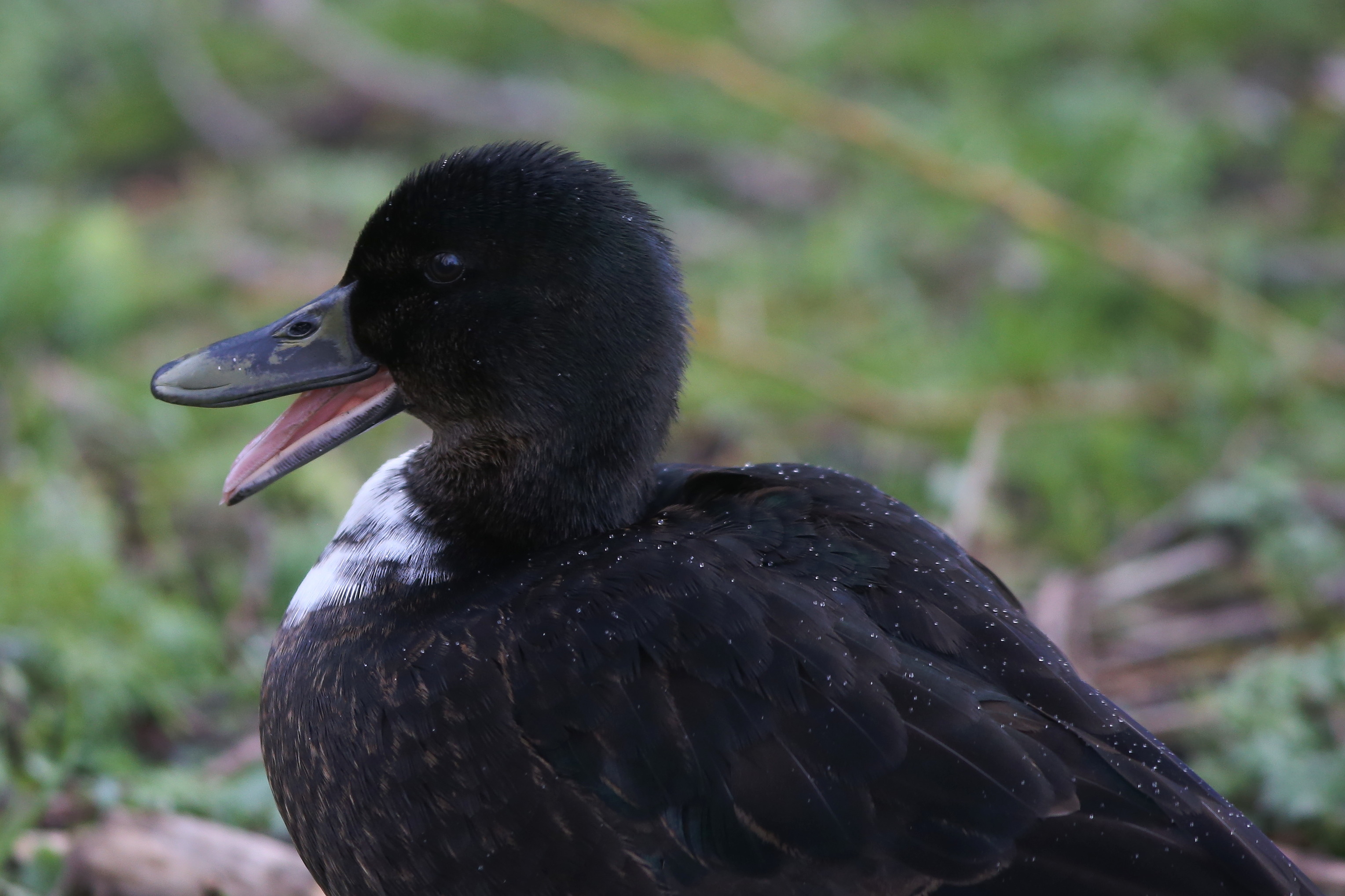 Unidentified duck