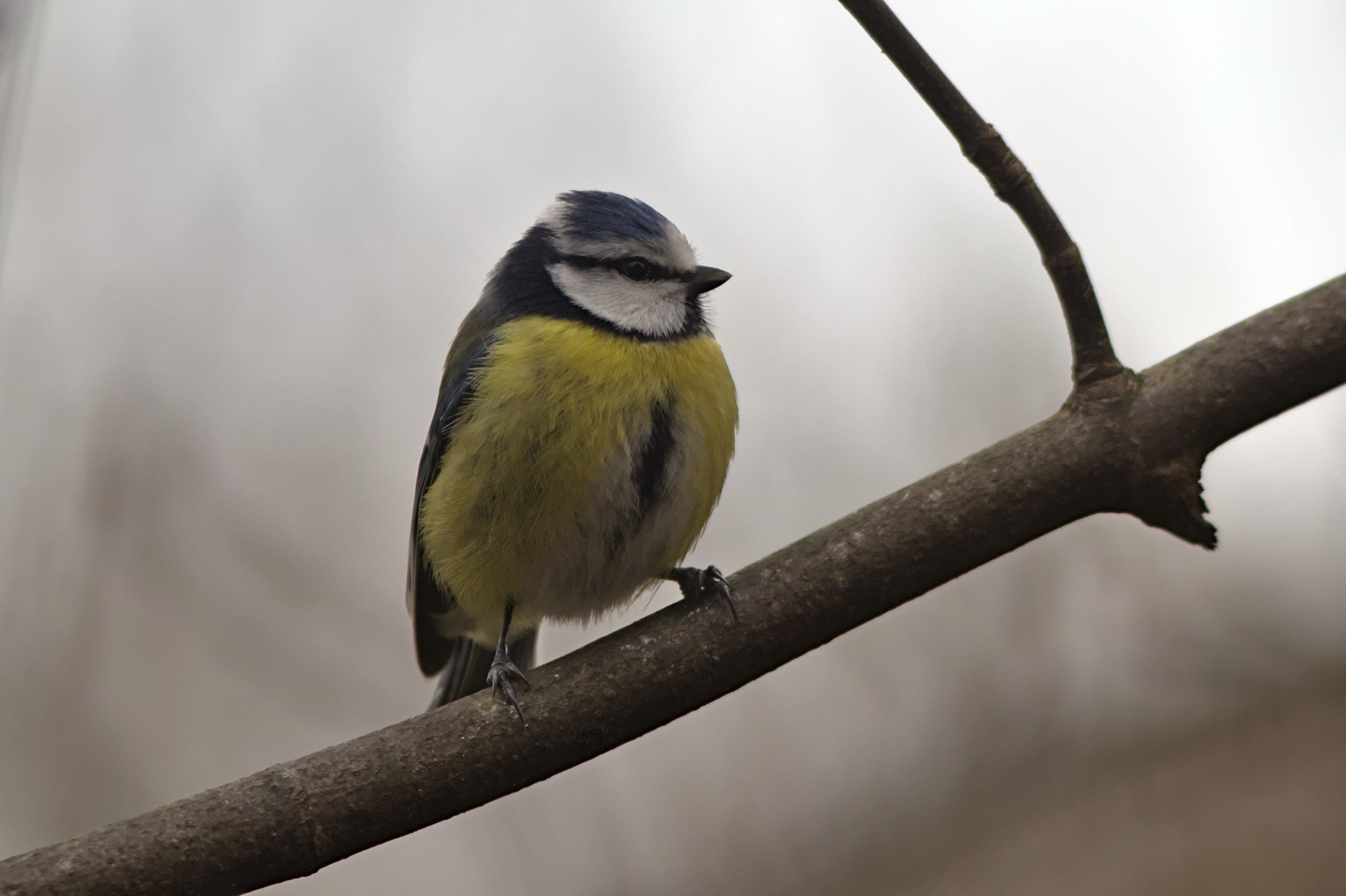 Blue tit