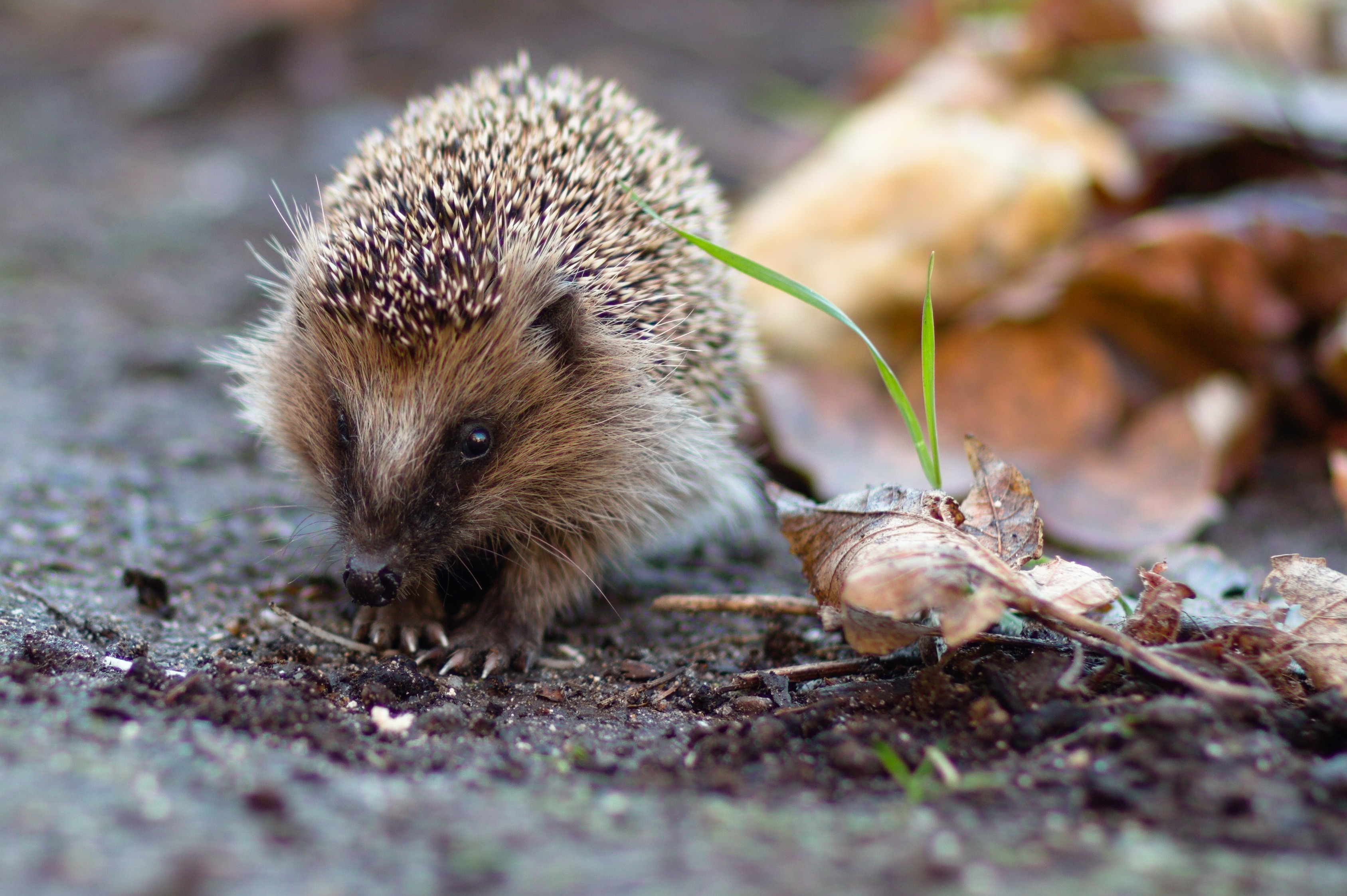 Hedgehog