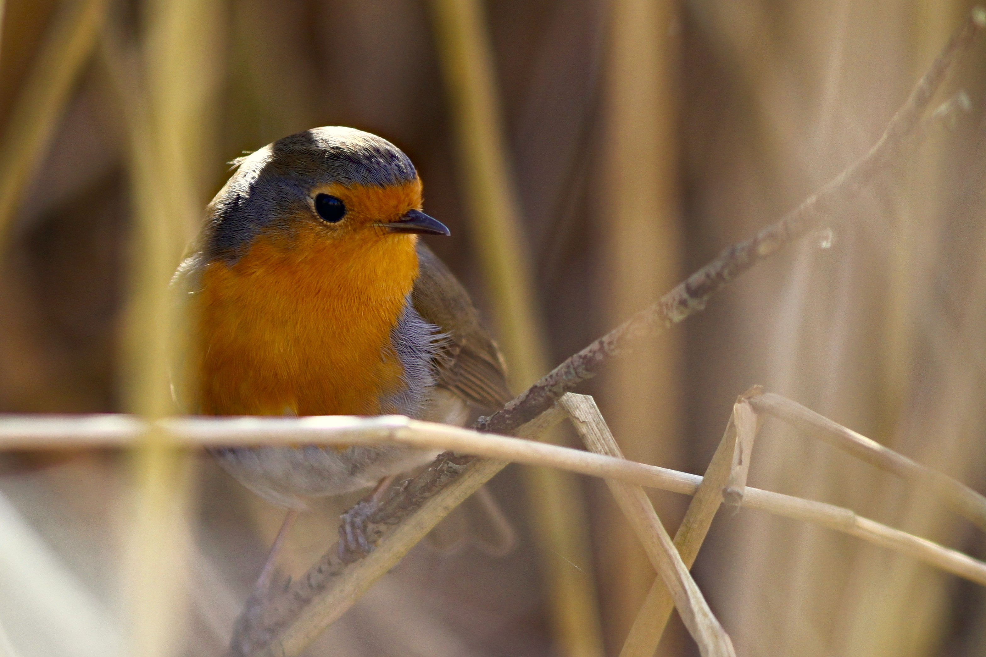 Robin