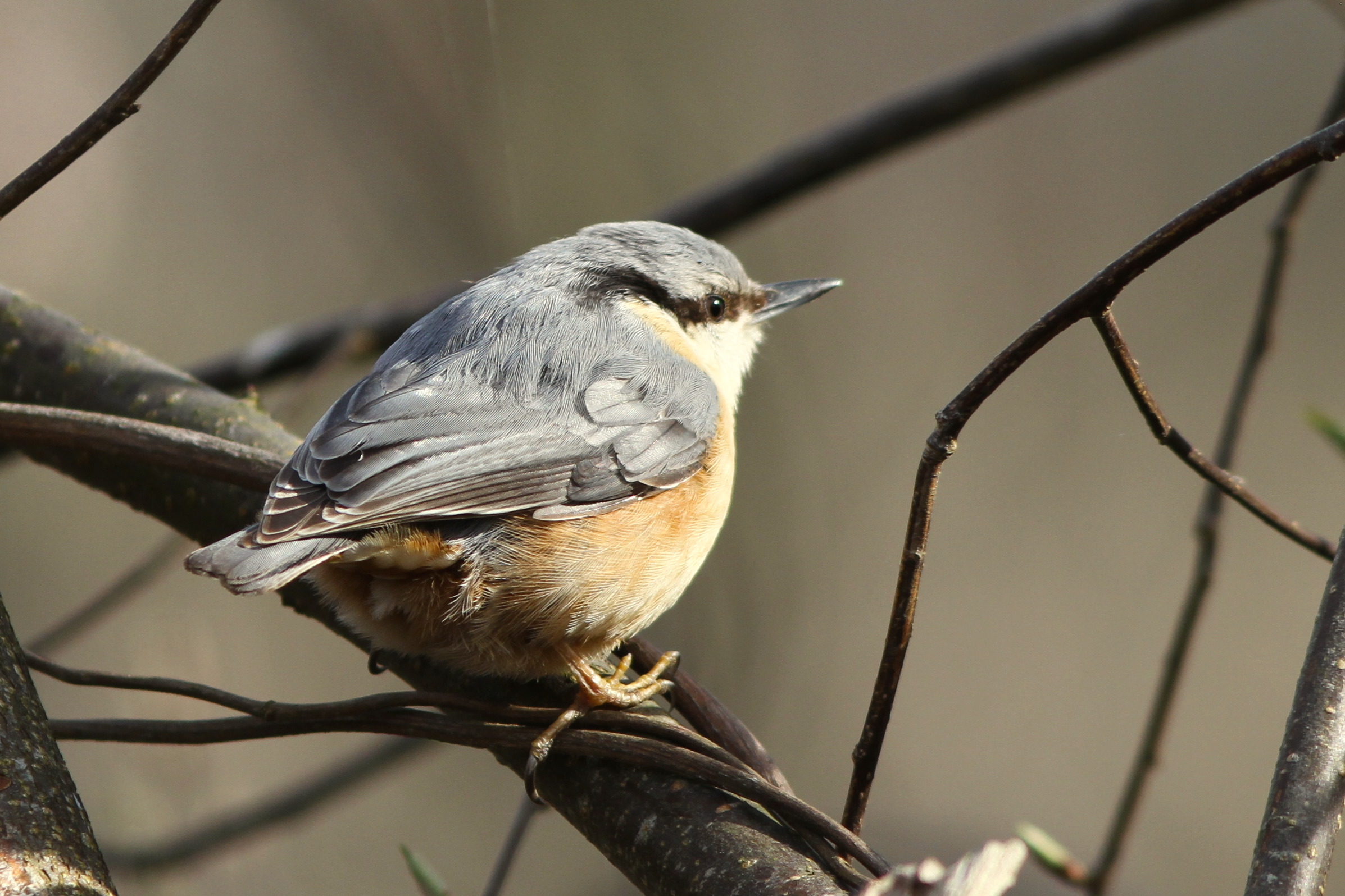 Unidentified bird