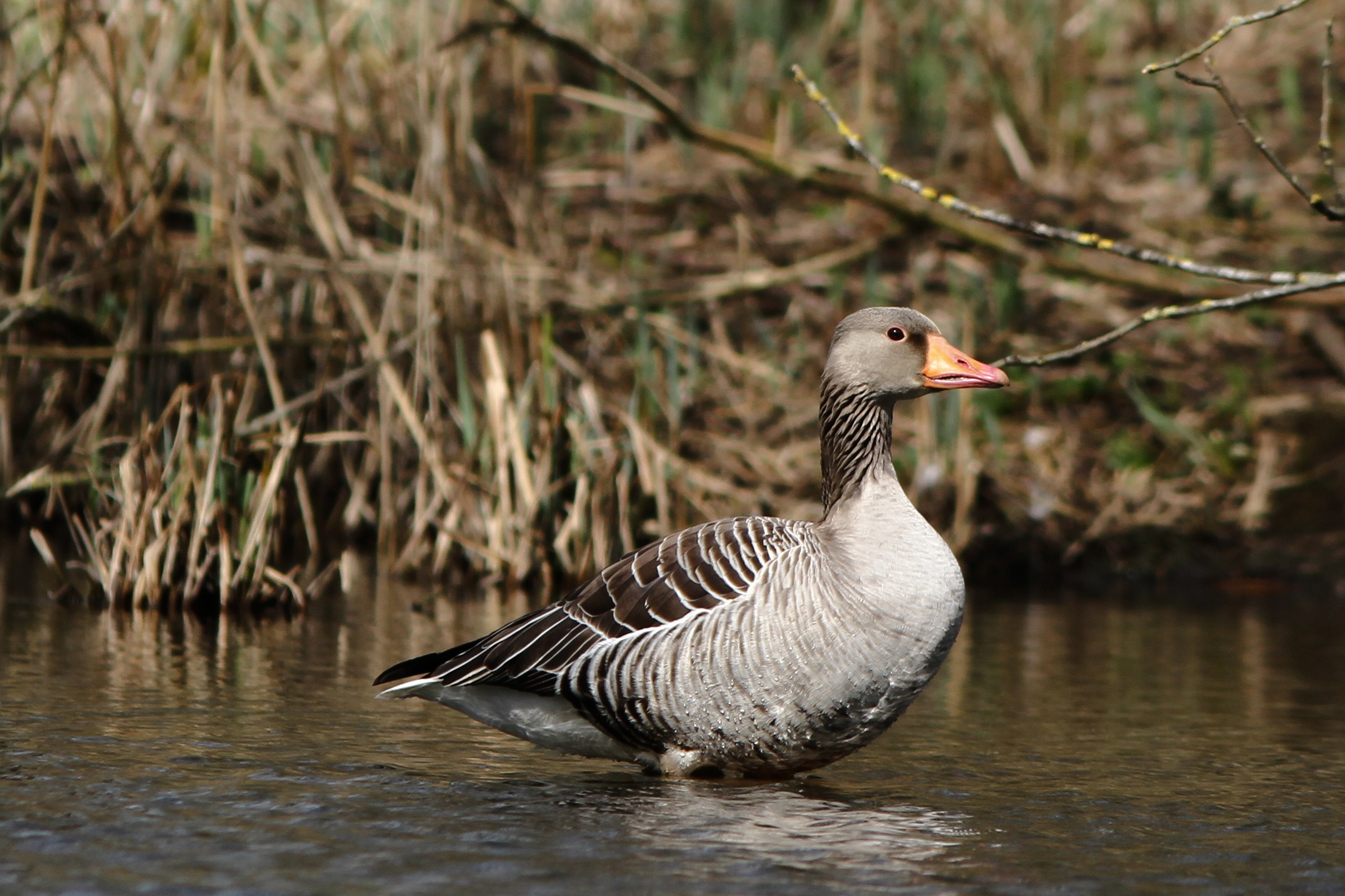Goose