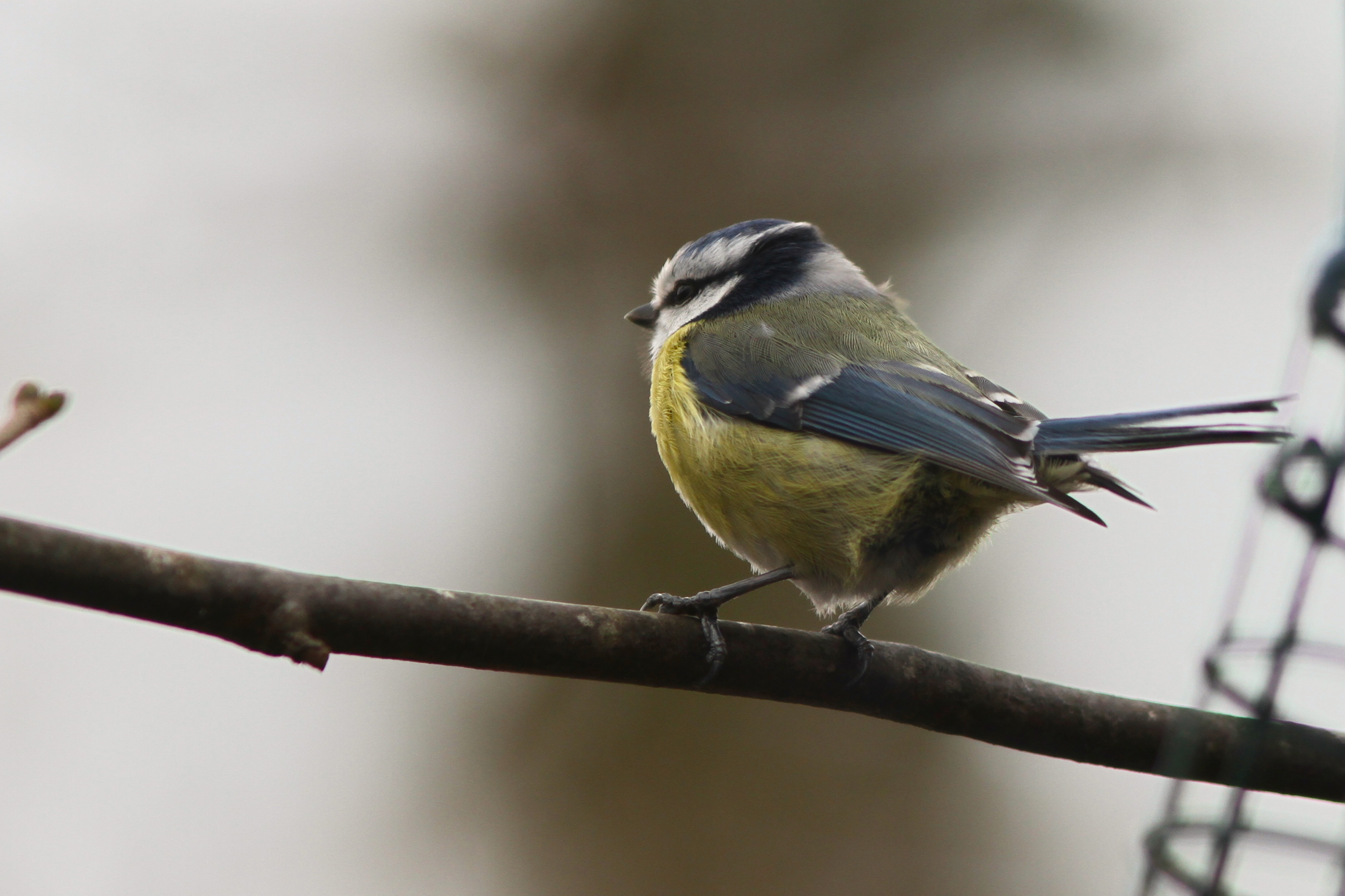 Blue tit