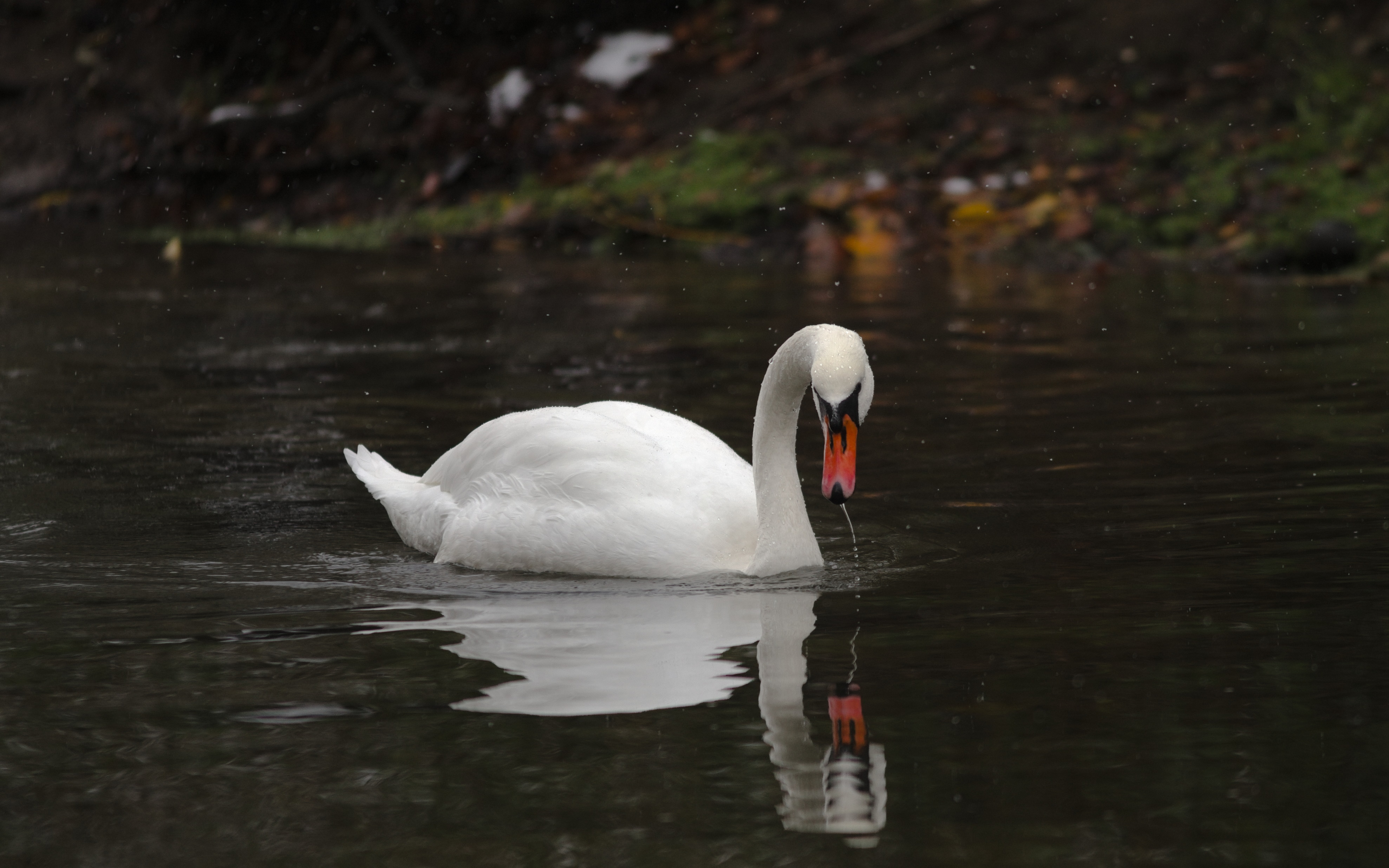Mute swan