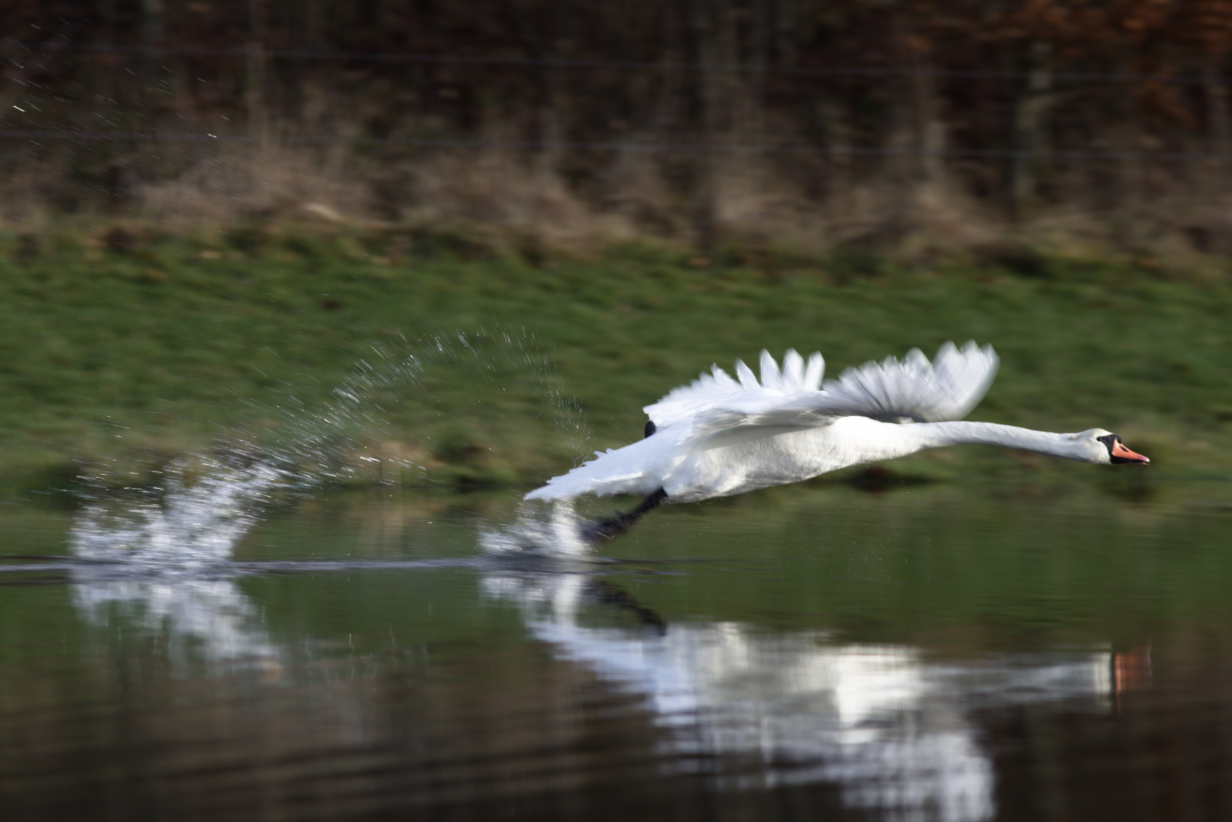 Mute swan