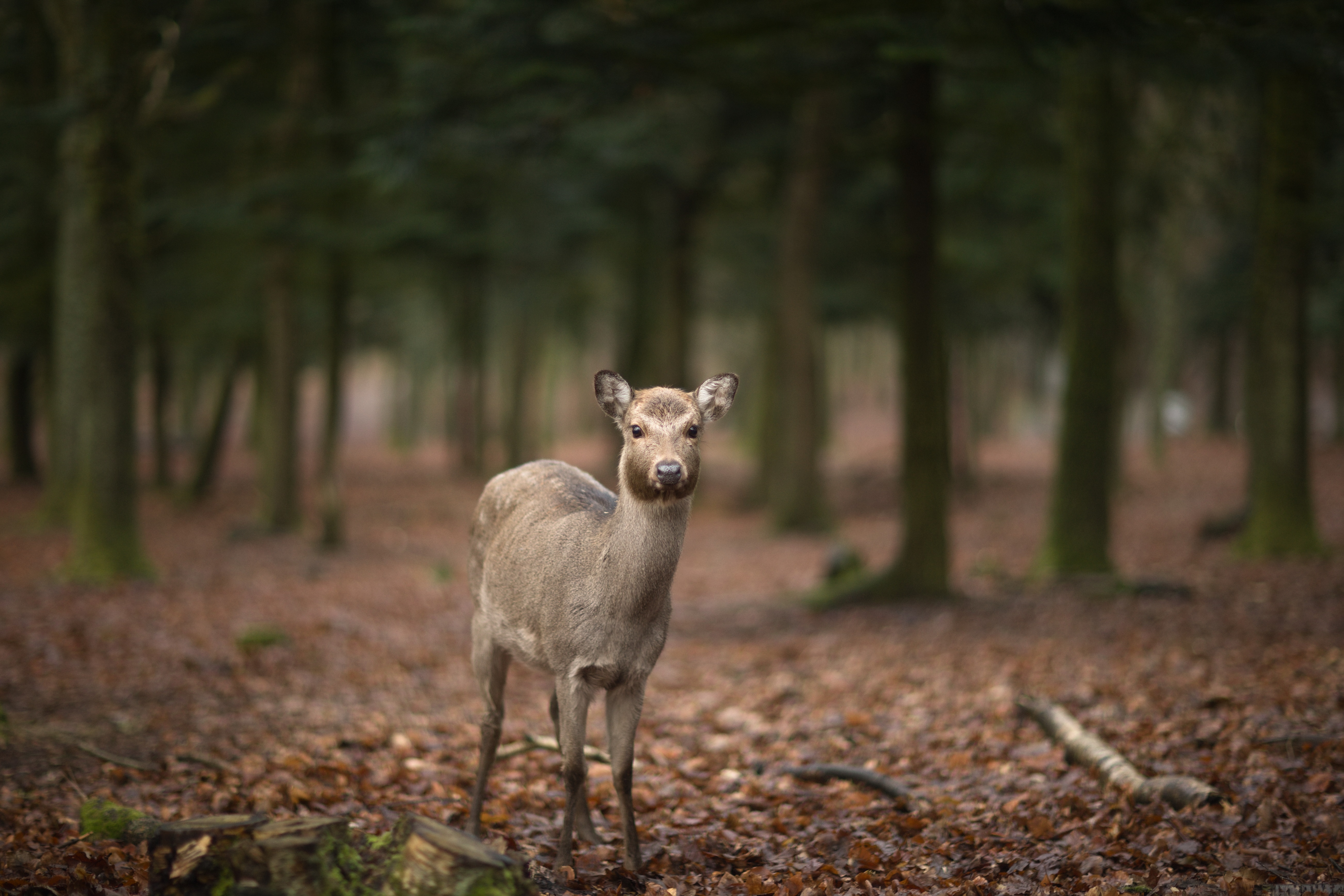 Deer