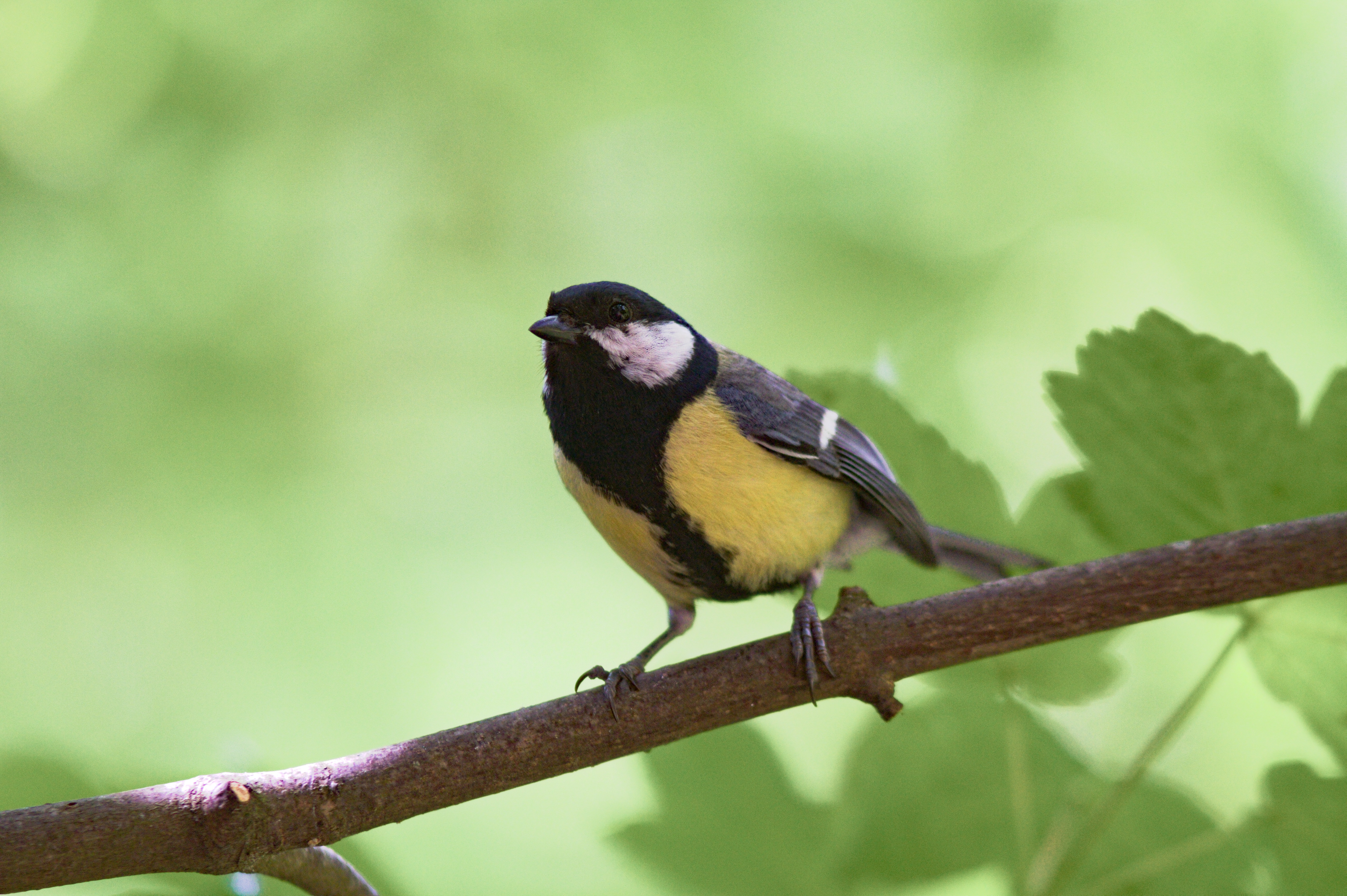Great tit